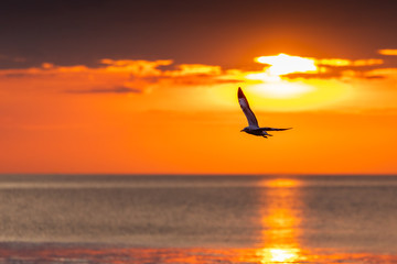 Silhouetted seagull flying freedomly at sunrise.