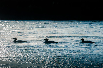 Naklejka premium Three ducks floating on water in Yellowstone National Park.