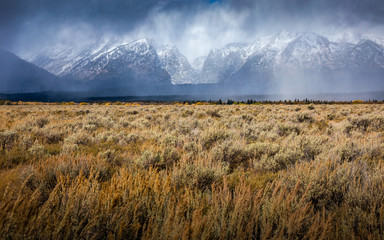 Dry grass field with background of snowcapped mountains, Grand Teton.