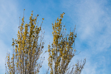 poplar top losing leaves because of autumn