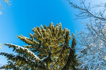 Gorgeous view of snow covered  tree top on blue sky background. 