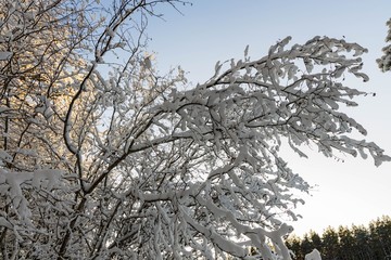 Gorgeous view of winter nature landscape. Snowy trees in winter. Winter day.  Beautiful winter background.