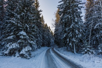Gorgeous view of winter nature landscape.  Gorgeous nature backgrounds. Snowy trees in winter and road. Beautiful winter background.