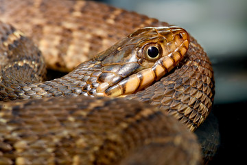 plain-bellied water snake (Nerodia erythrogaster flavigaster)