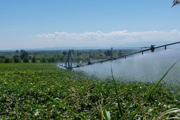 Fototapeta na wymiar Irrigation equipment spreading water over a cotton field