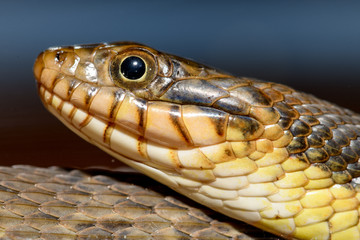 Plain-bellied water snake (Nerodia erythrogaster flavigaster)