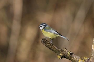 A blue tit perched on a branch