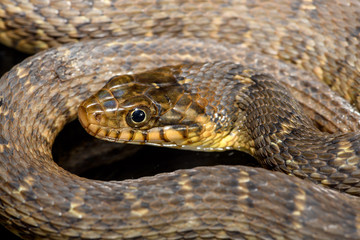Plain-bellied water snake (Nerodia erythrogaster flavigaster)