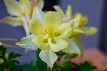 Fototapeta premium Yellow Flower in Full Bloom