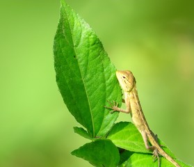 baby chameleon holding green leaves isolated on green background