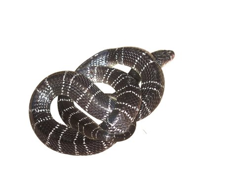 isolated on white, snake krait (Bungarus caeruleus) is highly venomous and sitting  after having eaten some thing.