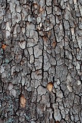 Beautiful structure of tree bark. Interesting texture of the tree surface.