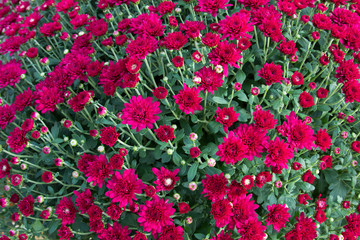 Vibrant Red Chrysanthemums
