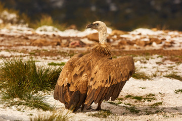 Griffon Vultures (Gyps Fulvus) in Winter Landscape, into the Mountains from spain