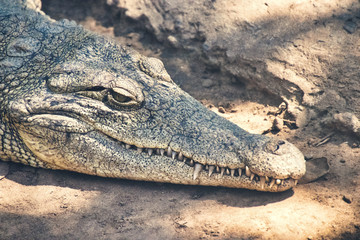 crocodile with mouth wide open