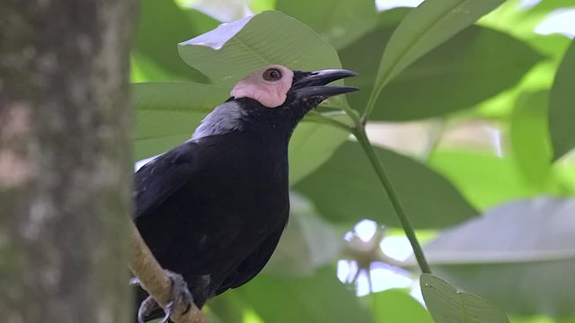 A Coleto (Sarcops calvus) perch on a tree branch.
