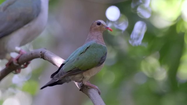 A Pink necked green pigeon (Treron vernans) perch on a tree branch, blurred background.