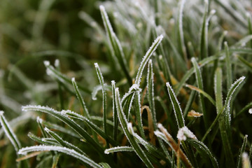 Blades of green grass covered in frost in winter morning. Landscape orientation.