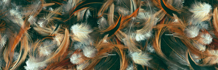 Colored feathers background and texture. Panorama. Banner.