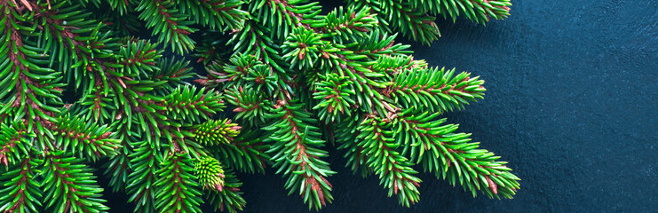 Christmas tree branch on blue background. Panorama.