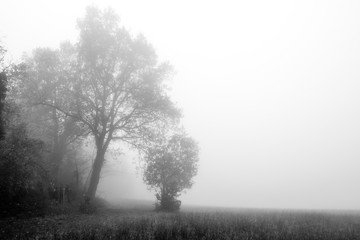 Obraz na płótnie Canvas the edges of the forest lapped by a sea of fog