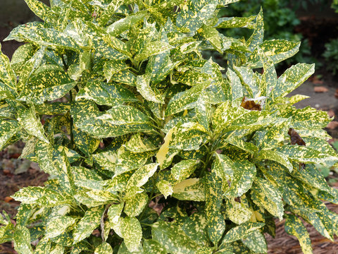 Aucuba japonica | Beautiful foliage of Japanese aucuba or spotted laurel variegated with green and yellow