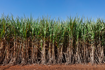Suugarcane in blue sky