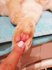 Fototapeta na wymiar cat's paw and girl's finger, cute