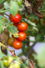 Cluster of Late Summer Cherry Tomatoes