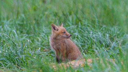 Naklejka premium A furry little Red Fox Kit sitting outside of its den.