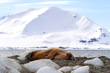 Sleeping adult walrus in Svalbard