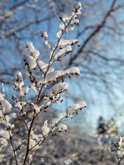 Walk, winter landscape, first snow