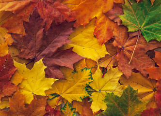 Naklejka na ściany i meble Background with autumn colorful maple leaves.
