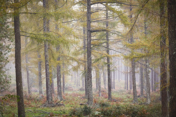 Otzarreta forest in Gorbea Natural Park. Bizkaia, Basque Country