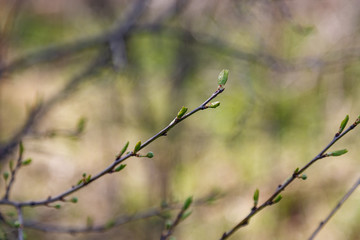 Fresh young green leaves of twig tree growing in spring. Beautiful leaf natural background