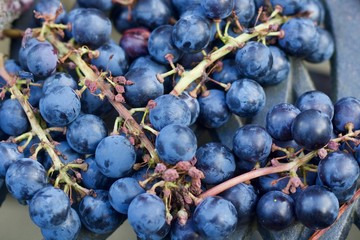 Background of ripe black grapes on stalks
