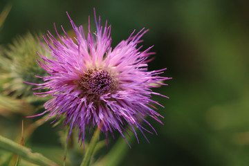 Close up of Brown Knapweed purple wildflower in full bloom