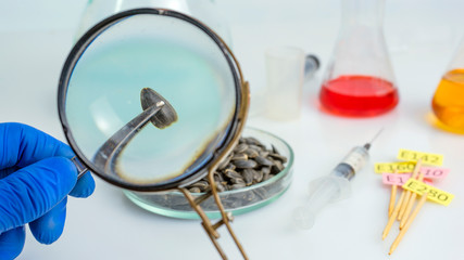 A scientist's hand with a magnifying glass does a sunflower analysis. Laboratory research. View from above.