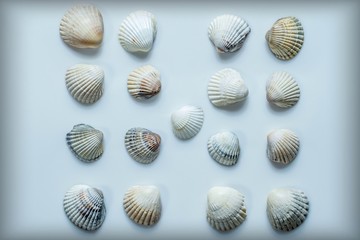 set of sea shells isolated on white background