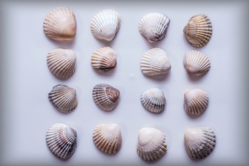set of sea shells isolated on white background