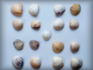 collection of sea shells isolated on white