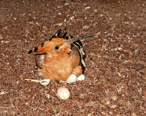A common hoopoe sitting on its eggs in the nest © syedfabbas