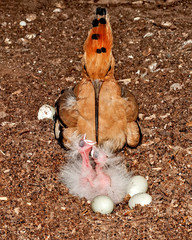 A common hoopoe playing with chicks in the nest © syedfabbas