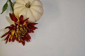 Red and Gold Chrysanthemum with White Pumpkin on White Background
