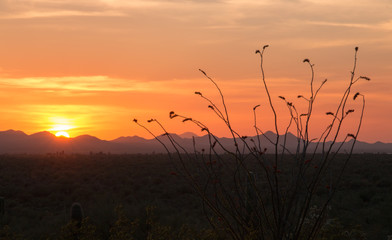 Obraz premium Desert sunset in Tucson with mountains in background and cacti silhouettes in foreground