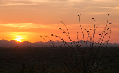 Desert sunset in Tucson with mountains in background and cacti silhouettes in foreground