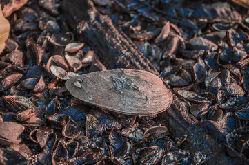 Freshwater clam (shellfish.)