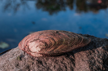 Freshwater clam (shellfish.)