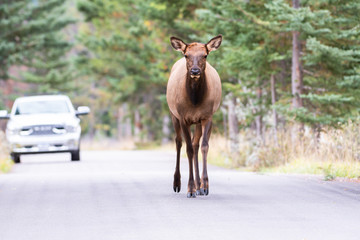 Bull elk in the rut