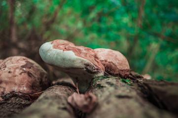 Mushroom raincoat on the bark of a tree